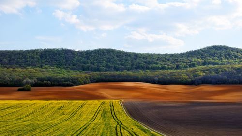 Scenic view of agricultural field against sky