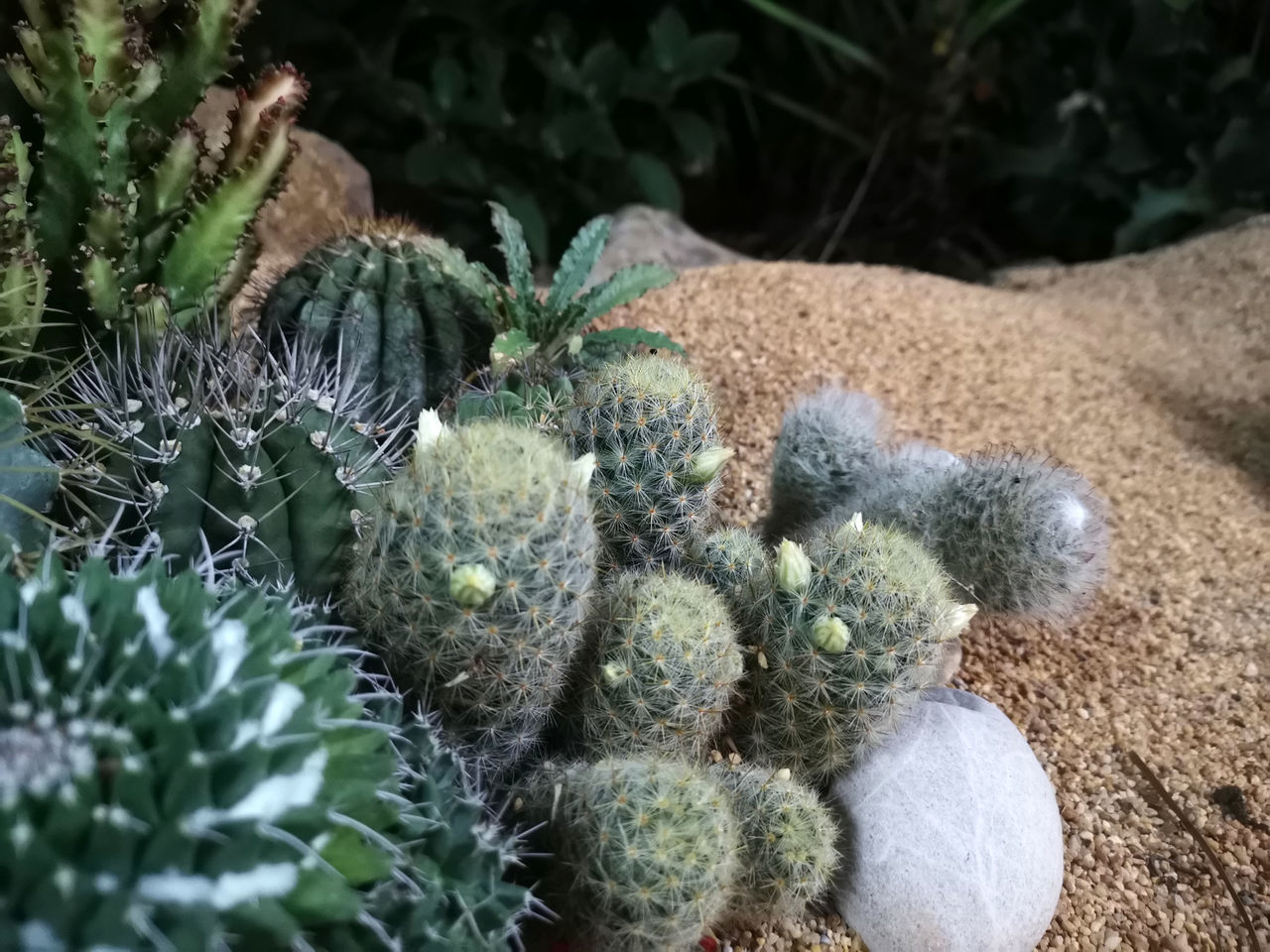 HIGH ANGLE VIEW OF SUCCULENT PLANTS ON LAND