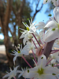 Close-up of pink flowers