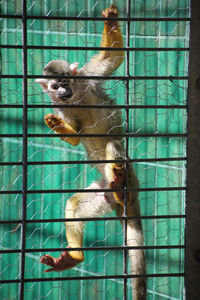 Sheep in cage at zoo