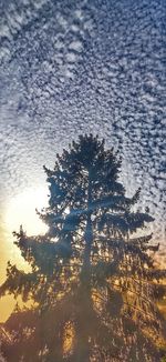 Low angle view of silhouette trees against sky during sunset