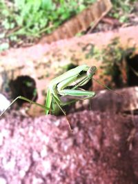 Close up of insect