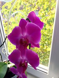 Close-up of pink orchid blooming outdoors