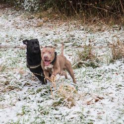 Portrait of dog in snow