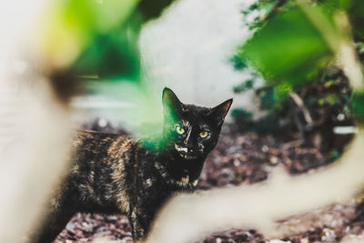 Portrait of cat relaxing outdoors