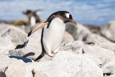 Penguin perching on rock