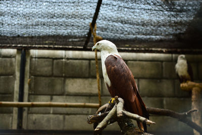 Low angle view of eagle perching on branch in zoo
