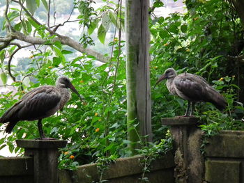 Ducks perching on tree against plants