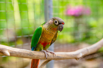 Close-up of parrot perching on branch