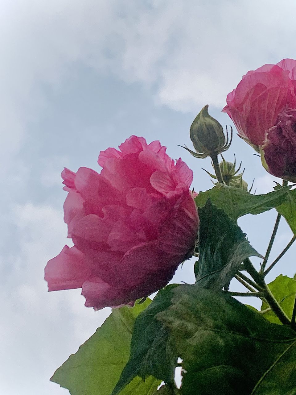 flower, plant, flowering plant, beauty in nature, freshness, nature, pink, petal, leaf, plant part, flower head, rose, fragility, inflorescence, cloud, close-up, garden roses, sky, no people, growth, outdoors, blossom, springtime, day, red