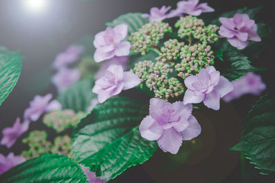 Close-up of pink flowering plant