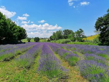 Purple flowering plants on field against sky