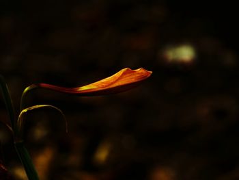 Close-up of flower against blurred background