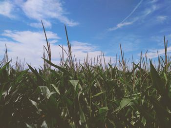 Crops growing on field against sky