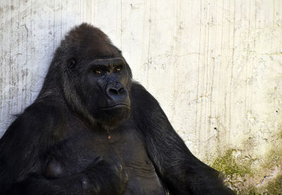 Gorilla against wall at zoo