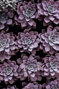 Purple succulent background