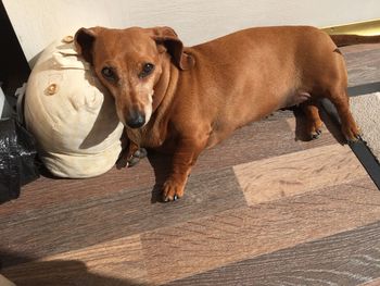 High angle view of dog at home