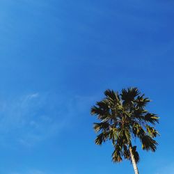 Low angle view of coconut palm tree against blue sky