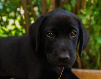 Close-up portrait of puppy