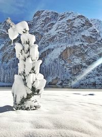 Snow covered plant against mountain