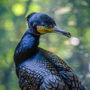 Close-up of a bird twisting its neck to look at its back.