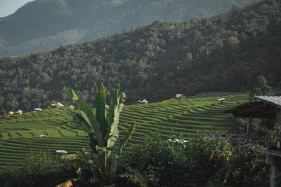 Scenic view of agricultural field