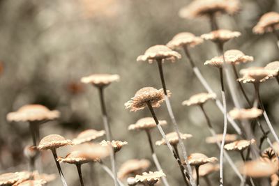 Close-up of wilted plant on field