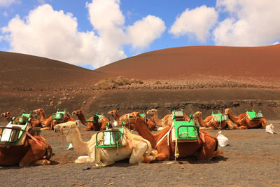 Scenic view of desert