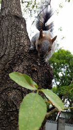 Low angle view of lizard on tree