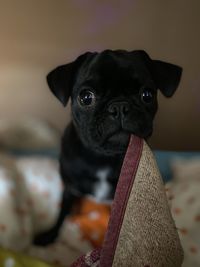 Close-up portrait of a dog