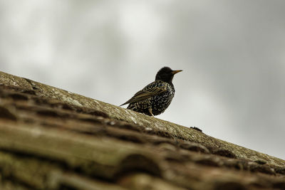 Close-up of bird perching on roof