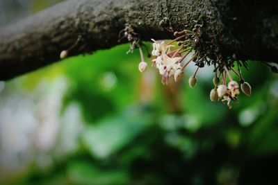 Close-up of cherry blossom on tree