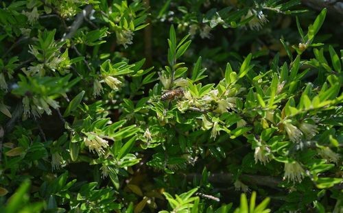 Close-up of insect on plant