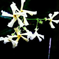 Close-up of white flowers blooming outdoors