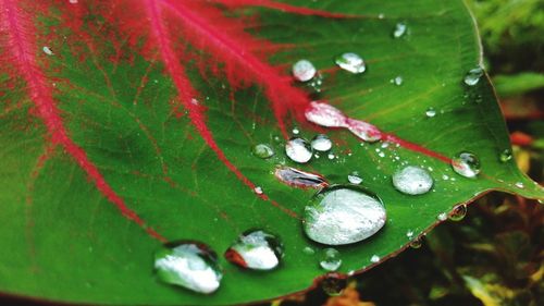 Close-up of dew drops on leaf