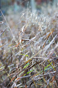 Close-up of wilted plant on field