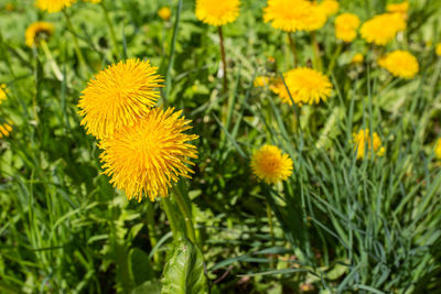 Close-up of yellow flowering plant on field