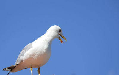 Low angle view of seagull against clear blue sky