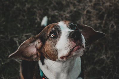 pet