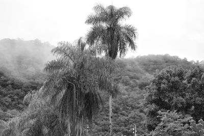 Trees on landscape against sky