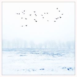 Bird flying over the sea