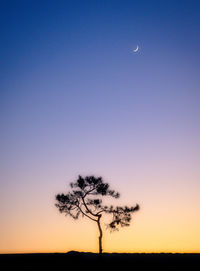 Silhouette tree against clear sky at night