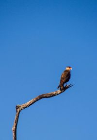 Low angle view of bird perched on blue sky