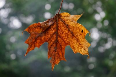 Close-up of maple leaf on tree