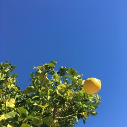 Low angle view of tree against clear blue sky