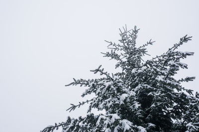 Low angle view of tree against clear sky during winter