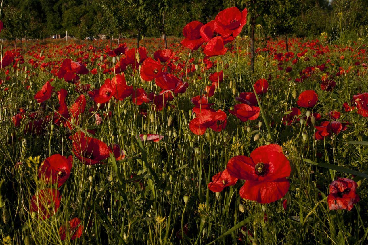 RED POPPY FLOWERS ON FIELD