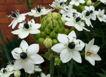 Close-up of white flower