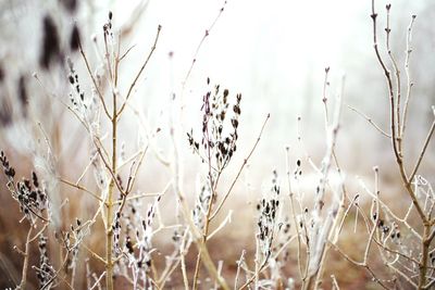 Close-up of wilted plant on field