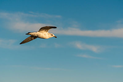 Low angle view of a bird flying